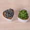Características decorativas Forma de melocotón Maceta blanca en forma de corazón