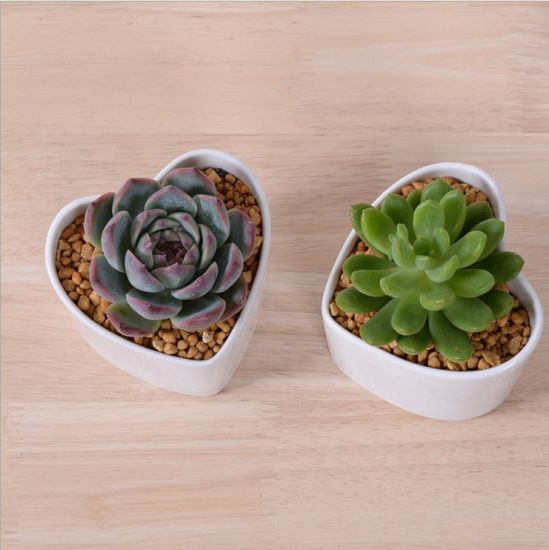 Características decorativas Forma de melocotón Maceta blanca en forma de corazón