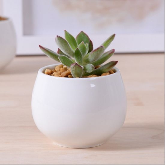 Maceta de cerámica blanca cuadrada creativa en miniatura